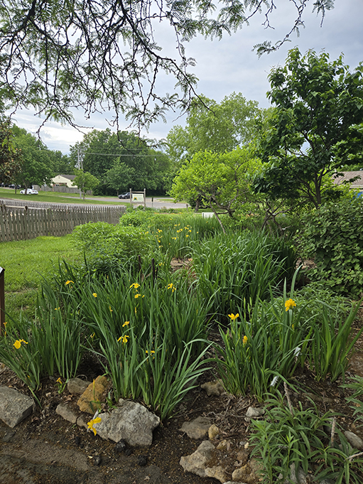 rain garden showing how water collects in the adjacent parking lot.