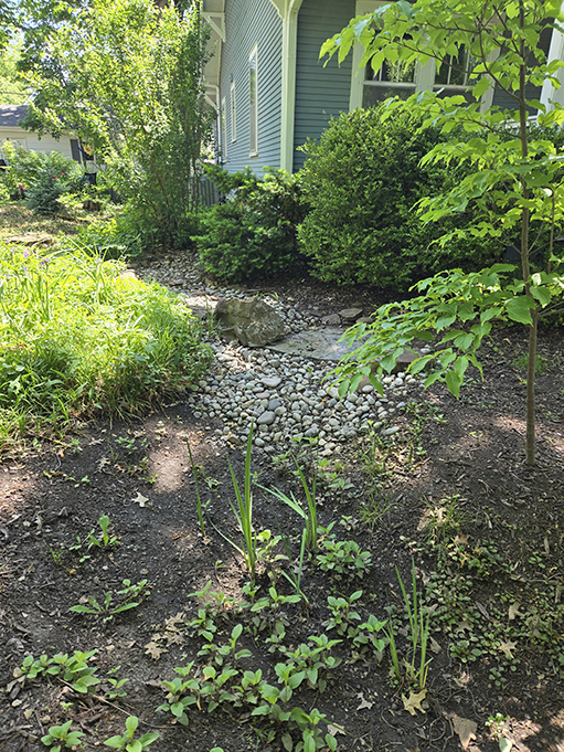 residential rain garden collecting water from a rain spout