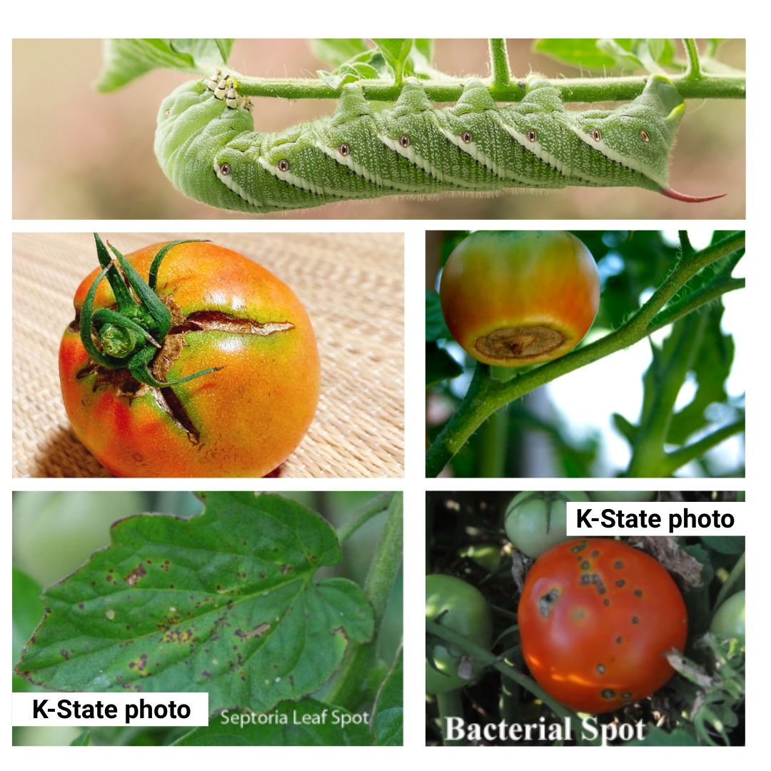 collage of different tomato plant issues and insect