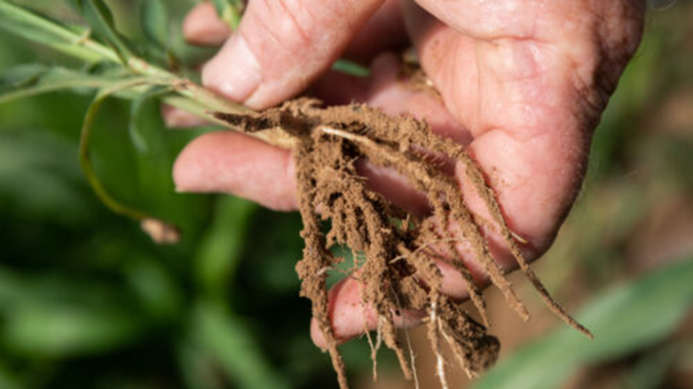 Hand holding plant with visible roots.