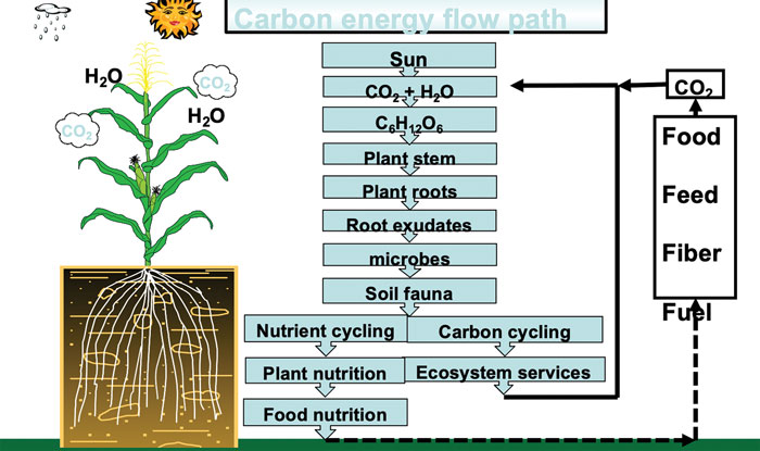Carbon energy path chart.