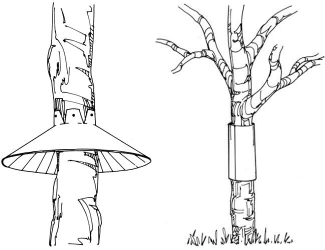 two images of trees, one with a cone wrapped around facing larger side down, another with a cylindar around the trunk